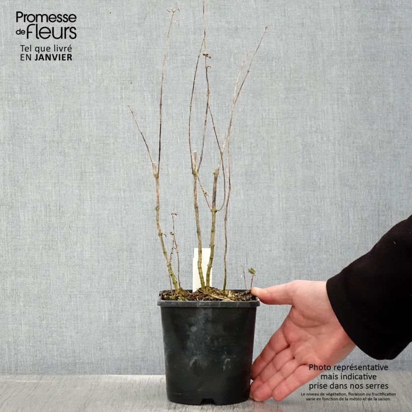 Phlox paniculata Blue Paradise Vaso da 1,5L/2L esemplare consegnato in inverno