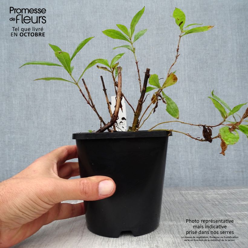 Esemplare di Phlox paniculata Bright Eyes Vaso da 1,5L/2L come consegnato in autunno