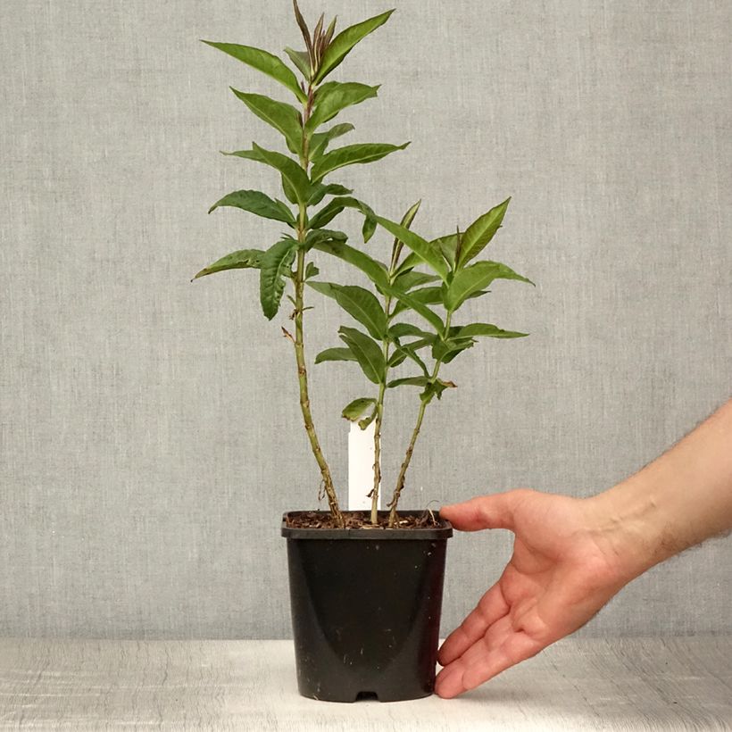 Esemplare di Phlox paniculata Bright Eyes Vaso da 1,5L/2L consegnato in estate