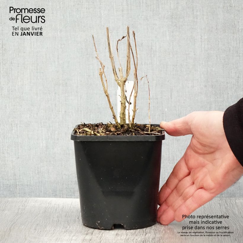 Phlox paniculata Bright Eyes Vaso da 1,5L/2L esemplare consegnato in inverno