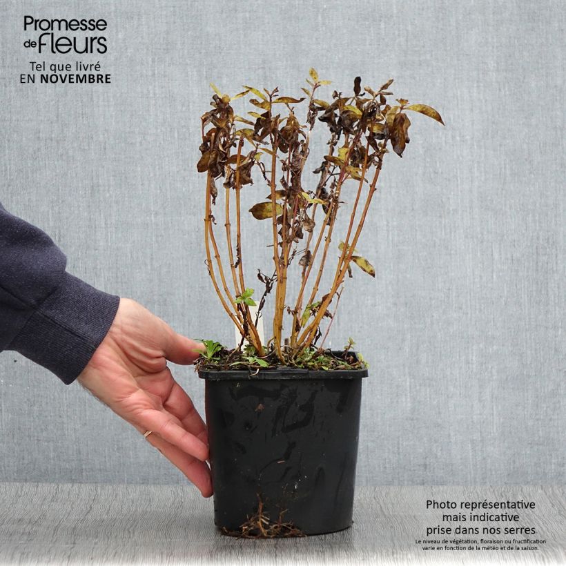 Esemplare di Phlox paniculata Butonik Vaso da 2L/3L come consegnato in autunno