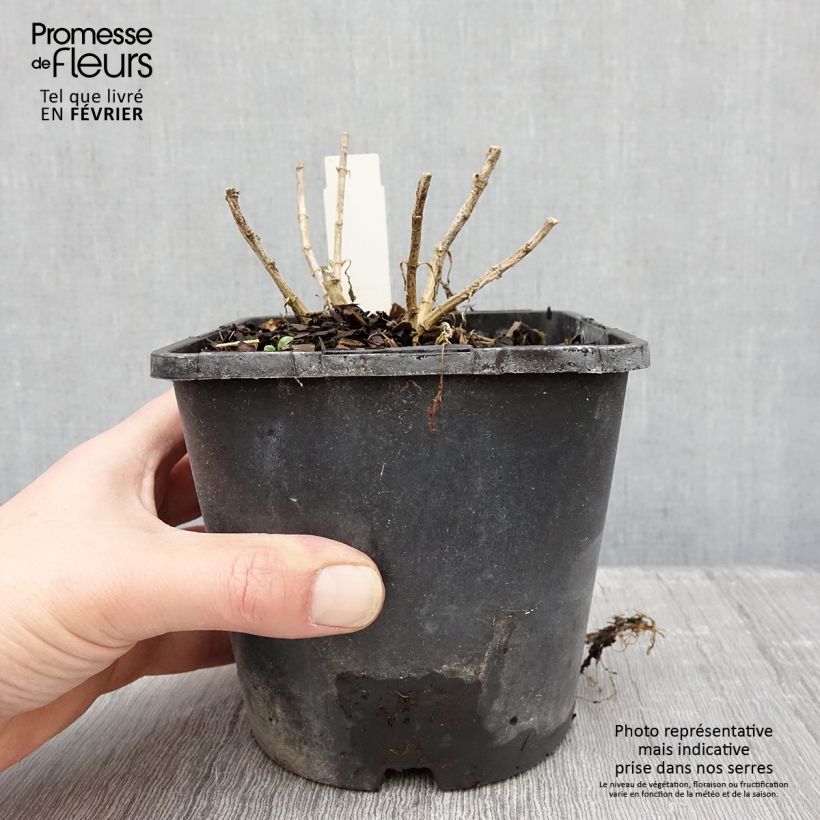 Phlox paniculata Butonik Vaso da 2L/3L esemplare consegnato in inverno