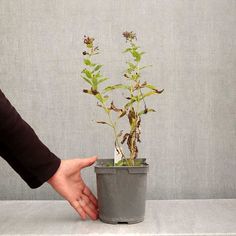 Esemplare di Phlox paniculata Cleopatra Vaso da 2L/3L come consegnato in autunno
