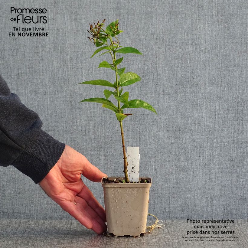 Esemplare di Phlox paniculata Coral Flame Vasetto da 8/9 cm come consegnato in autunno