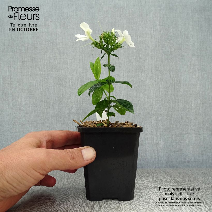 Esemplare di Phlox paniculata David Vasetto da 8/9 cm come consegnato in autunno