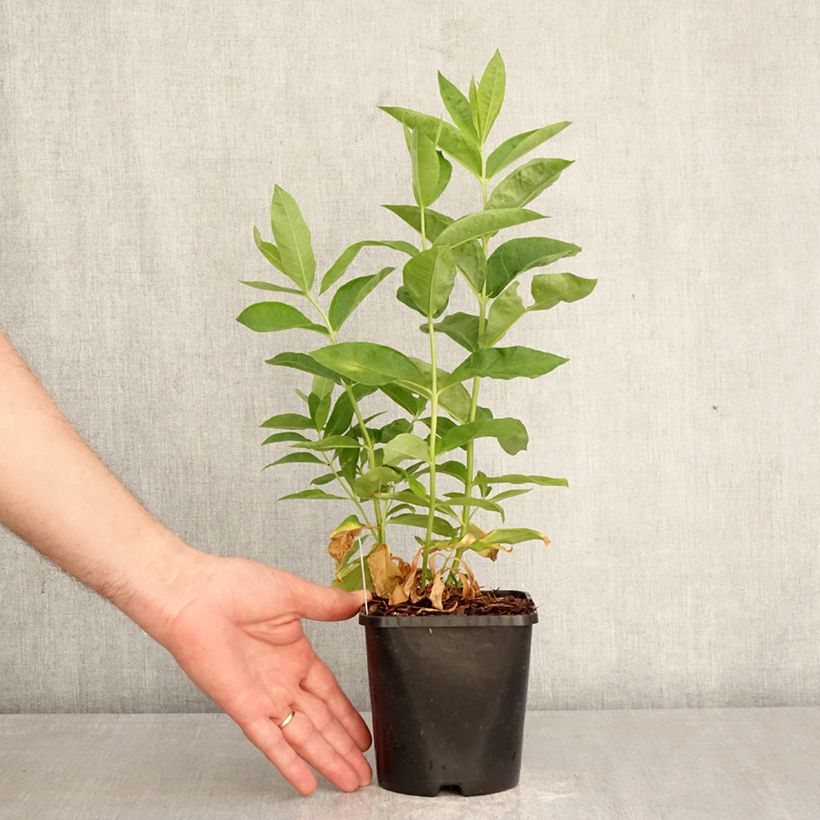 Phlox paniculata David Vaso da 1,5L/2L esemplare consegnato in primavera