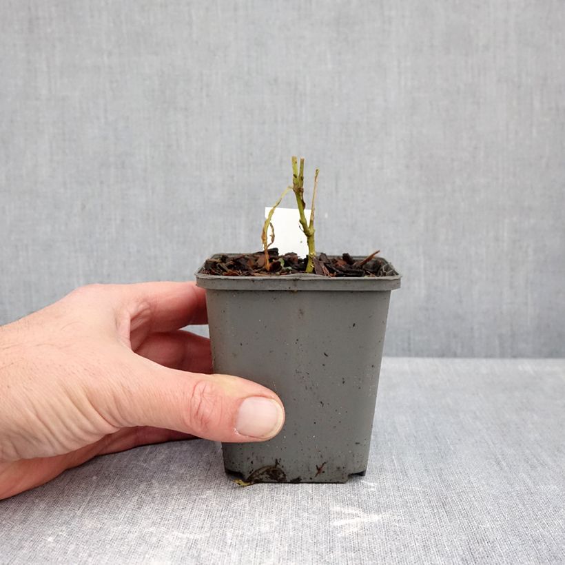 Esemplare di Phlox paniculata Elisabeth Vasetto da 8/9 cm come consegnato in autunno