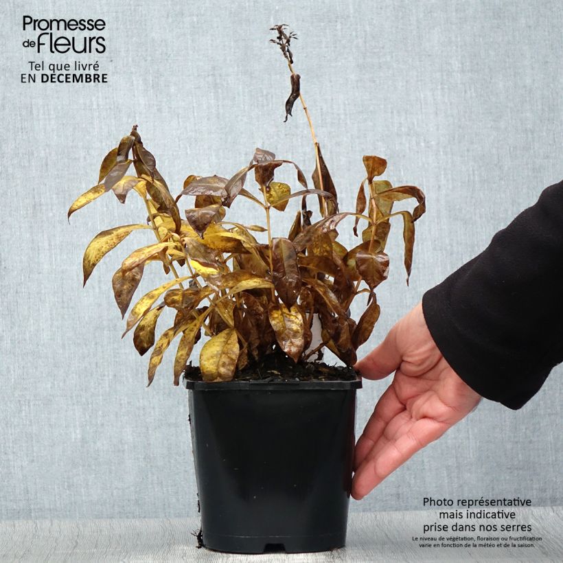 Phlox paniculata Famous Cerise Vaso da 1,5L/2L esemplare consegnato in inverno