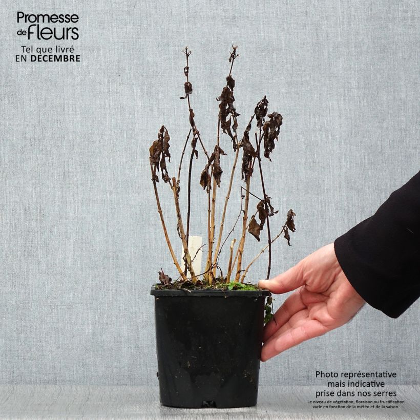 Phlox paniculata Famous Light Pink Vaso da 2L/3L esemplare consegnato in inverno