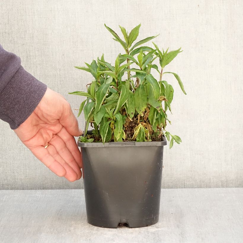 Phlox paniculata Famous Light Pink Vaso da 2L/3L esemplare consegnato in primavera