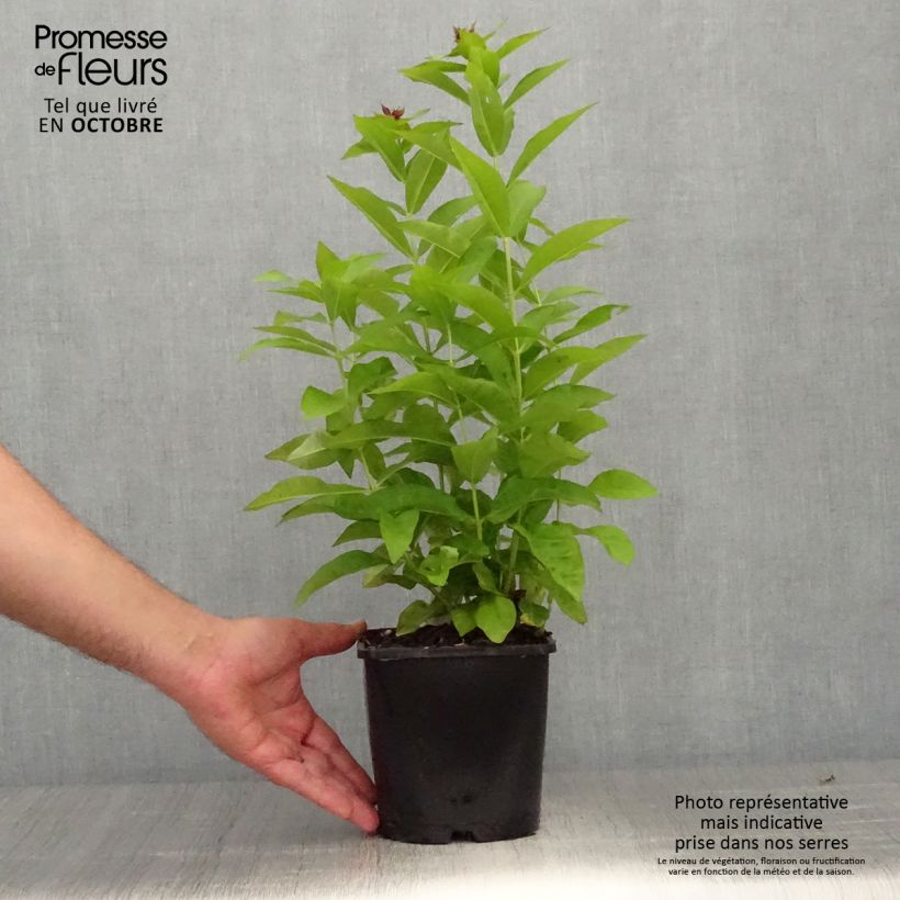 Esemplare di Phlox paniculata Famous Purple Vaso da 2L/3L come consegnato in autunno
