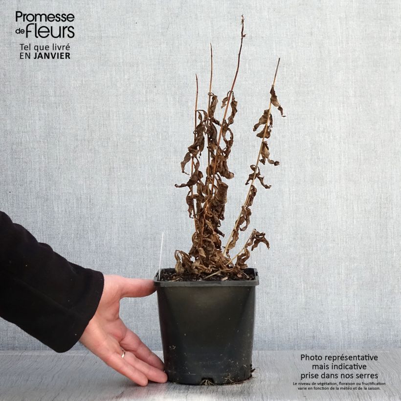Phlox paniculata Famous Purple Vaso da 2L/3L esemplare consegnato in inverno