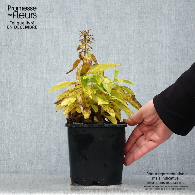 Phlox paniculata Famous White Vaso da 2L/3L esemplare consegnato in inverno