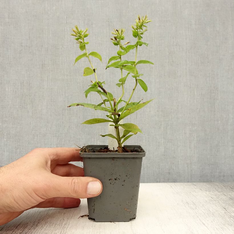 Esemplare di Phlox paniculata Flame White Imp. Vasetto da 8/9 cm come consegnato in autunno
