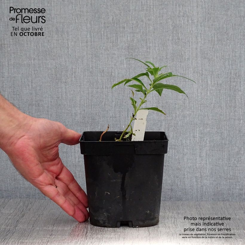 Esemplare di Phlox paniculata Fujiyama Vaso da 2L/3L come consegnato in autunno