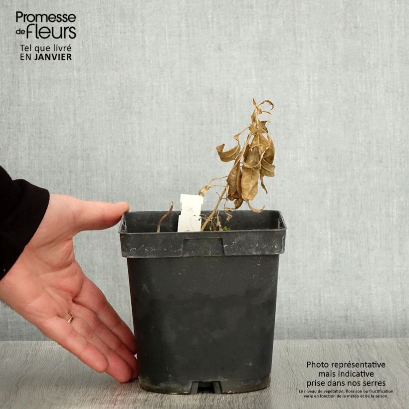 Phlox paniculata Fujiyama Vaso da 2L/3L esemplare consegnato in inverno