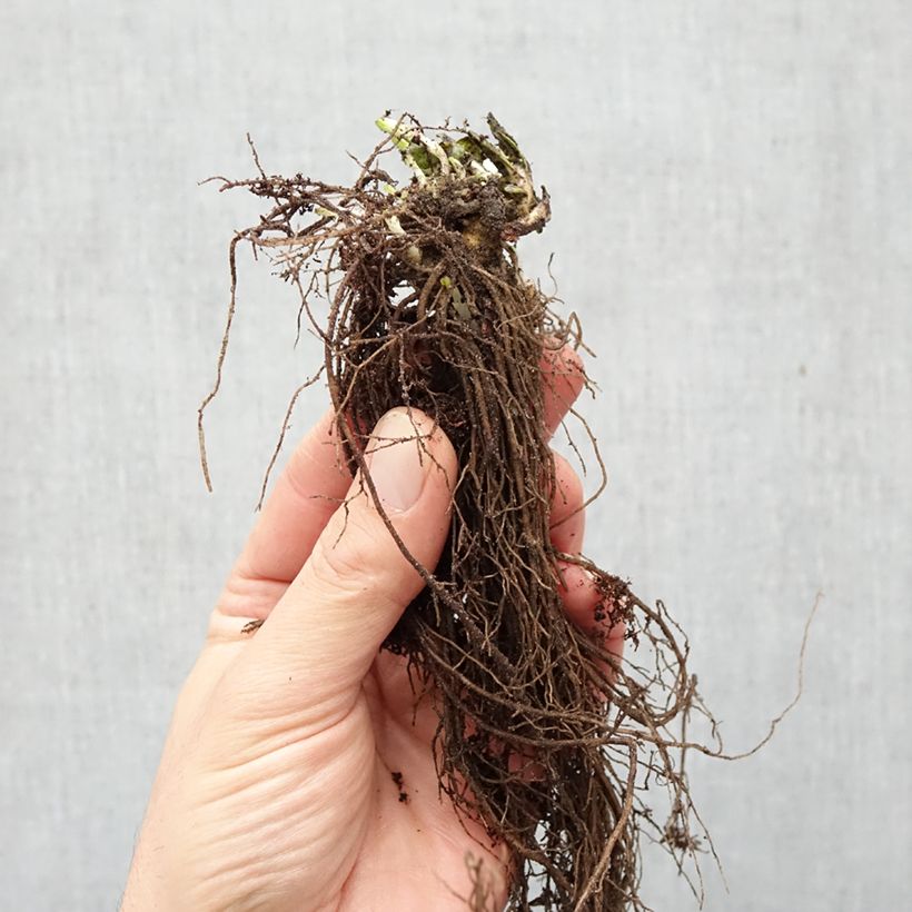 Phlox paniculata Graf Zeppelin Piante piccole a radice nuda esemplare consegnato in inverno