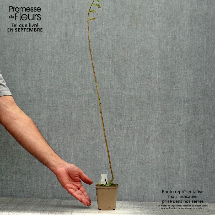 Esemplare di Phlox paniculata Hesperis Vasetto da 8/9 cm come consegnato in autunno