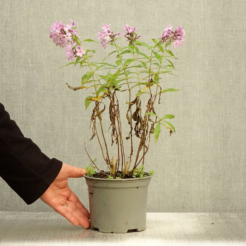 Esemplare di Phlox paniculata Hesperis Vaso da 2L/3L come consegnato in autunno