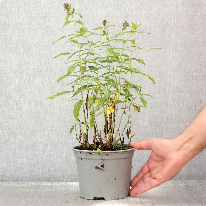 Esemplare di Phlox paniculata Hesperis Vaso da 2L/3L consegnato in estate