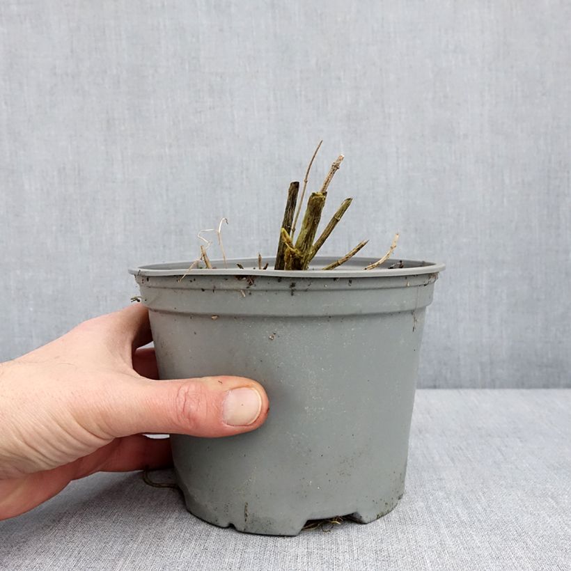 Phlox paniculata Hesperis Vaso da 2L/3L esemplare consegnato in inverno