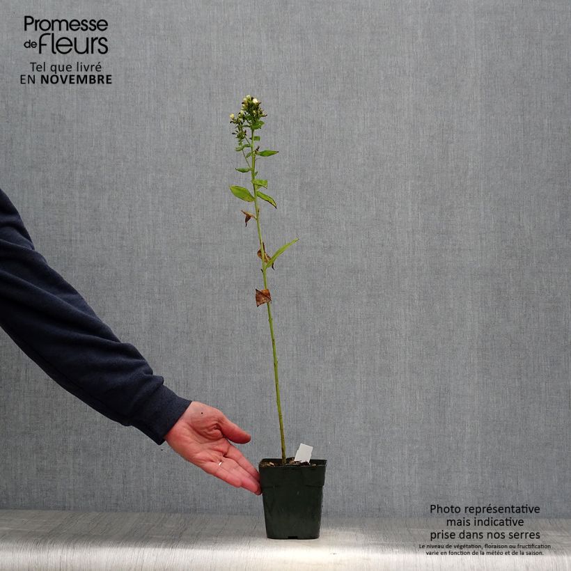 Esemplare di Phlox paniculata Jade Vasetto da 8/9 cm come consegnato in autunno