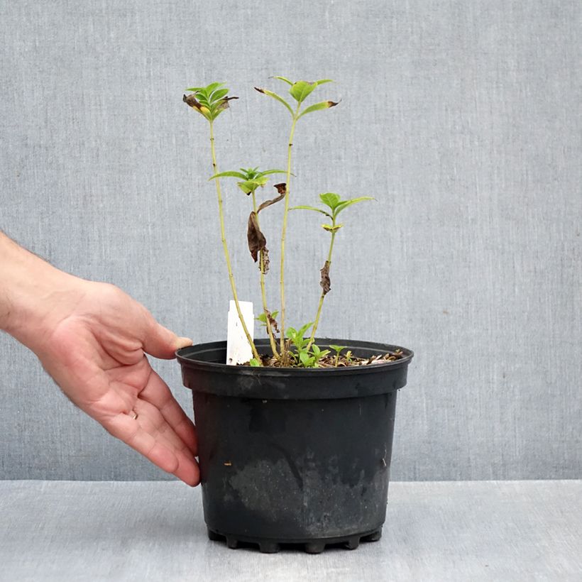 Esemplare di Phlox paniculata Jade Vaso da 2L/3L come consegnato in autunno