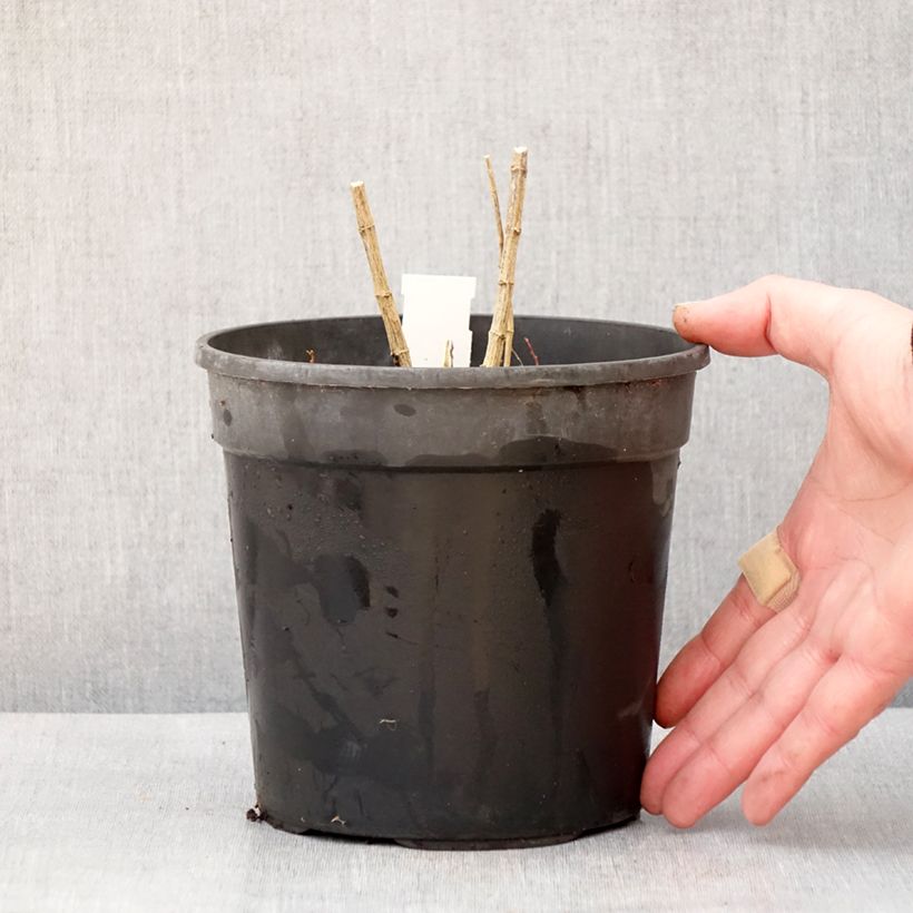 Phlox paniculata Jade Vaso da 2L/3L esemplare consegnato in inverno