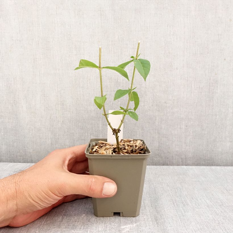 Esemplare di Phlox paniculata Jeana Vasetto da 8/9 cm come consegnato in autunno