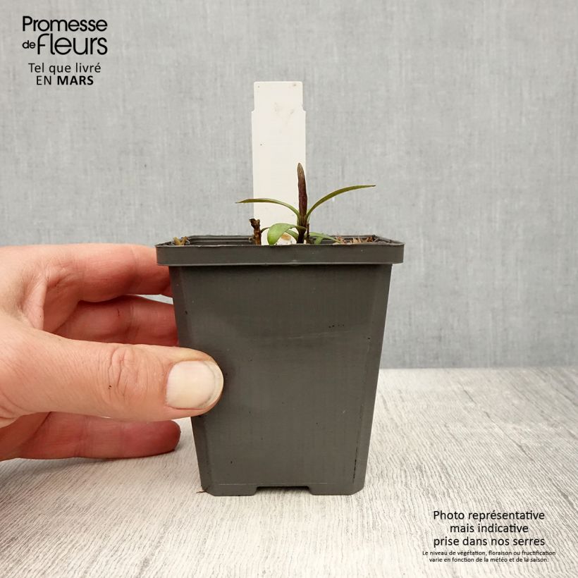 Phlox paniculata Jeana Vasetto da 8/9 cm esemplare consegnato in primavera