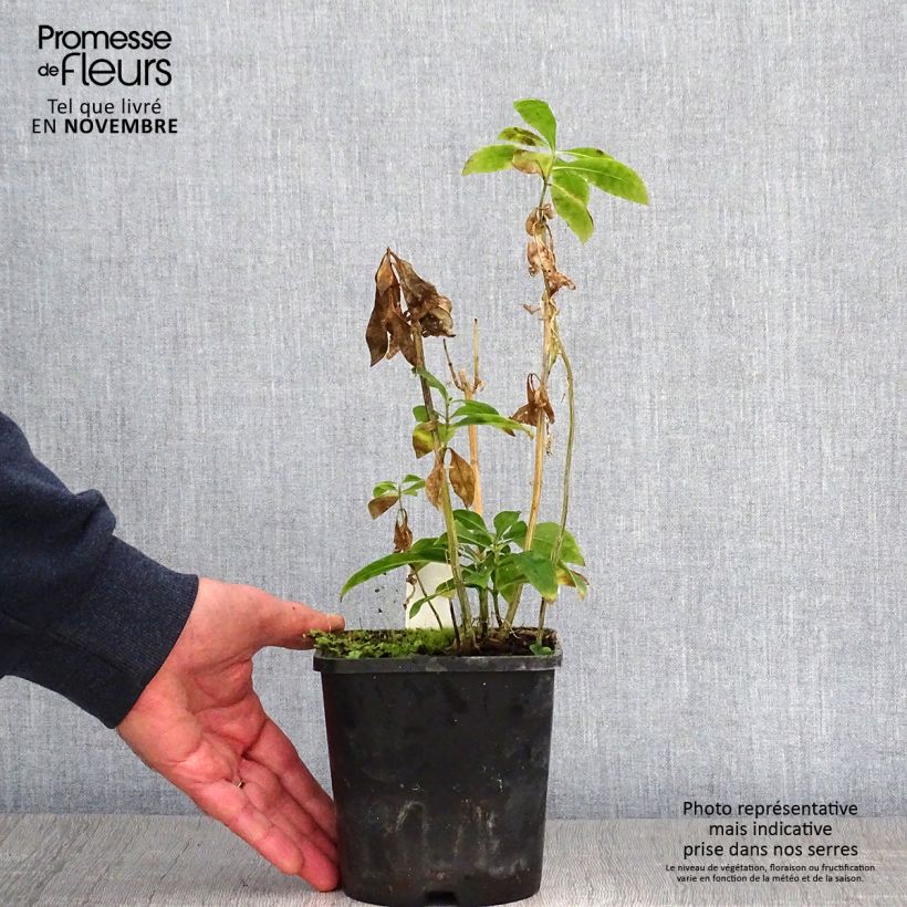 Esemplare di Phlox paniculata Laura Vaso da 1,5L/2L come consegnato in autunno