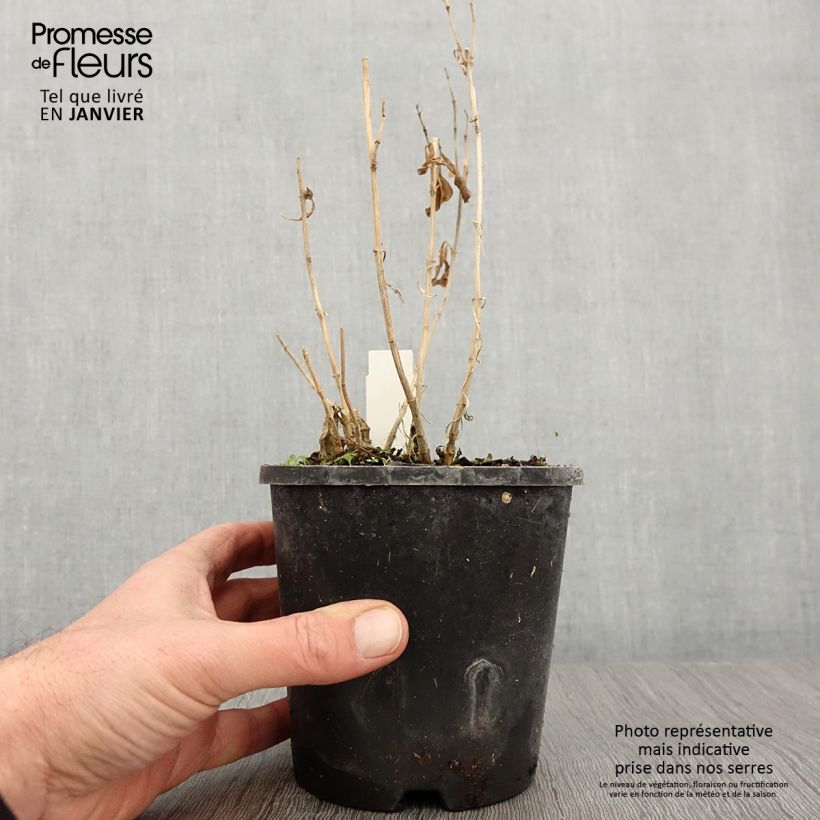 Phlox paniculata Laura Vaso da 1,5L/2L esemplare consegnato in inverno