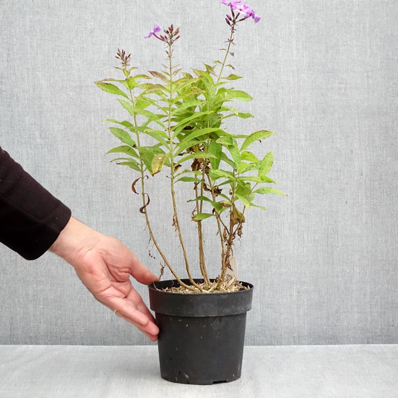 Esemplare di Phlox paniculata Little Laura Vaso da 2L/3L come consegnato in autunno