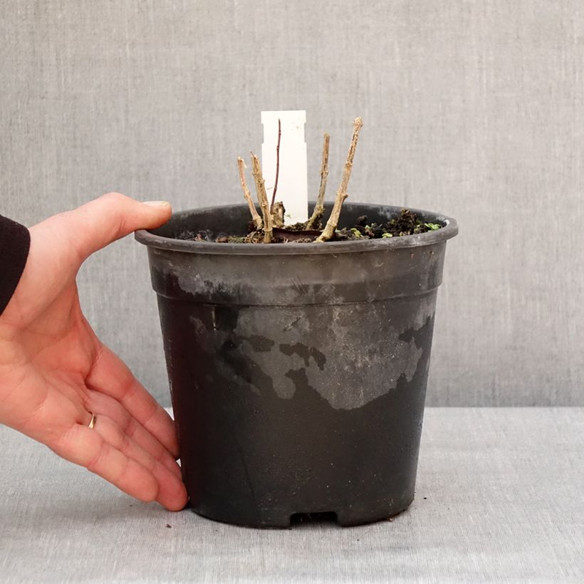 Phlox paniculata Little Laura Vaso da 2L/3L esemplare consegnato in inverno