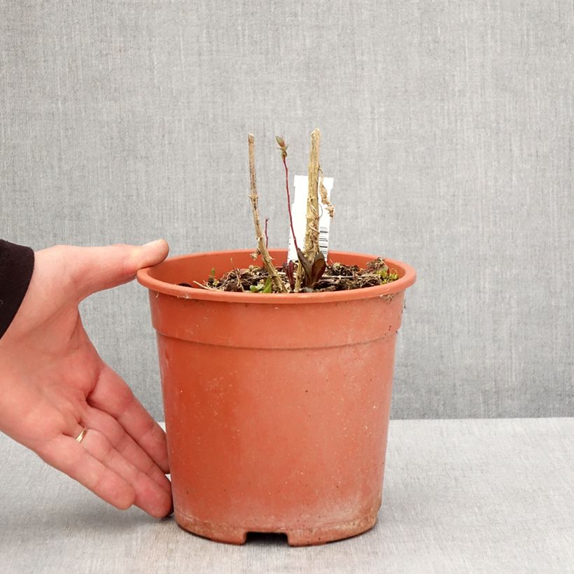 Phlox paniculata Little Laura Vaso da 2L/3L esemplare consegnato in primavera