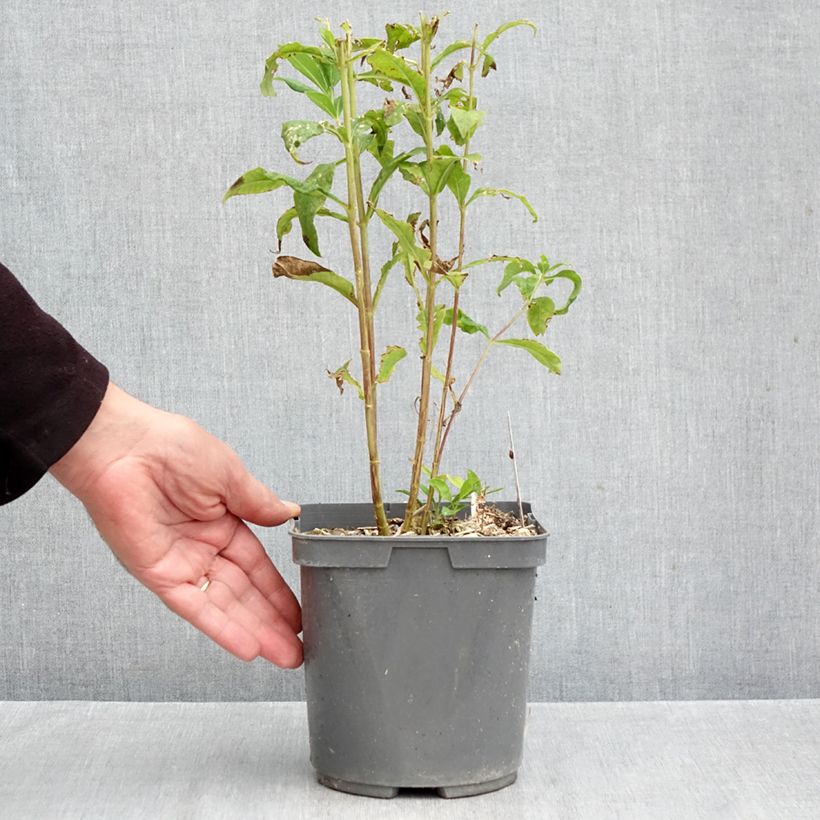 Esemplare di Phlox paniculata Mike's Favourite Vaso da 2L/3L come consegnato in autunno