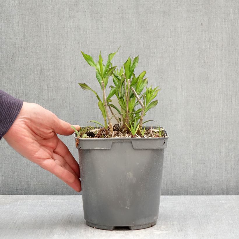 Phlox paniculata Mike's Favourite Vaso da 2L/3L esemplare consegnato in primavera