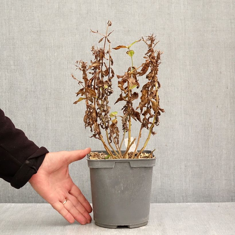 Esemplare di Phlox paniculata Modern Art Vaso da 2L/3L come consegnato in autunno