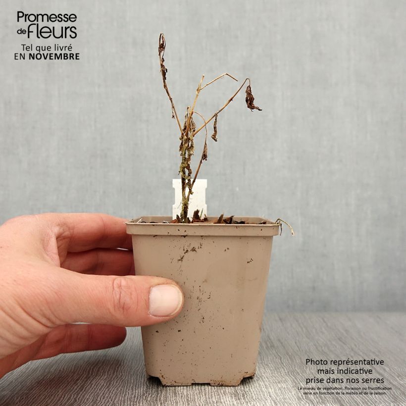 Esemplare di Phlox paniculata Olympus Vasetto da 8/9 cm come consegnato in autunno