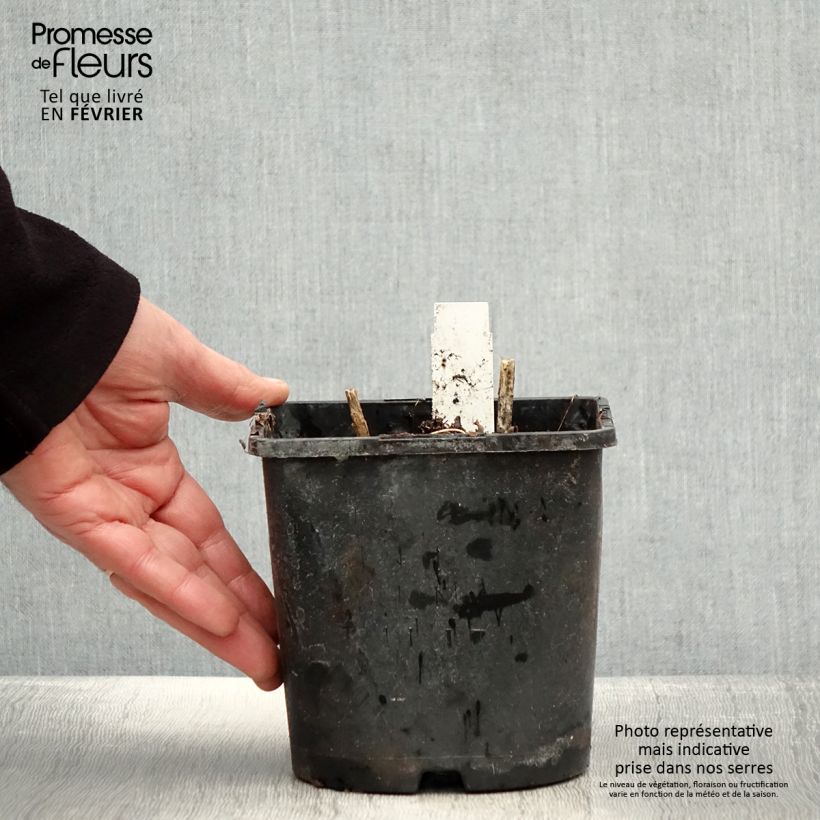 Phlox paniculata Olympus Vaso da 1,5L/2L esemplare consegnato in inverno