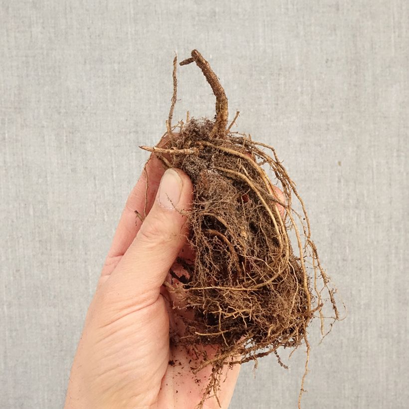 Phlox paniculata Olympus Piante piccole a radice nuda esemplare consegnato in inverno