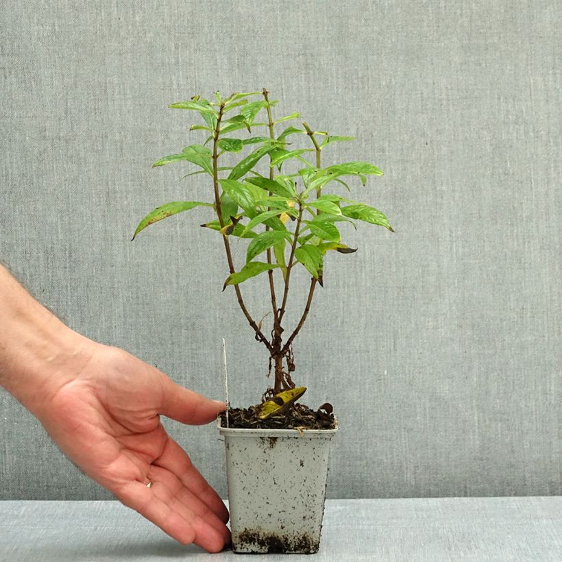 Esemplare di Phlox paniculata Orange Perfection Vasetto da 7/8 cm come consegnato in autunno