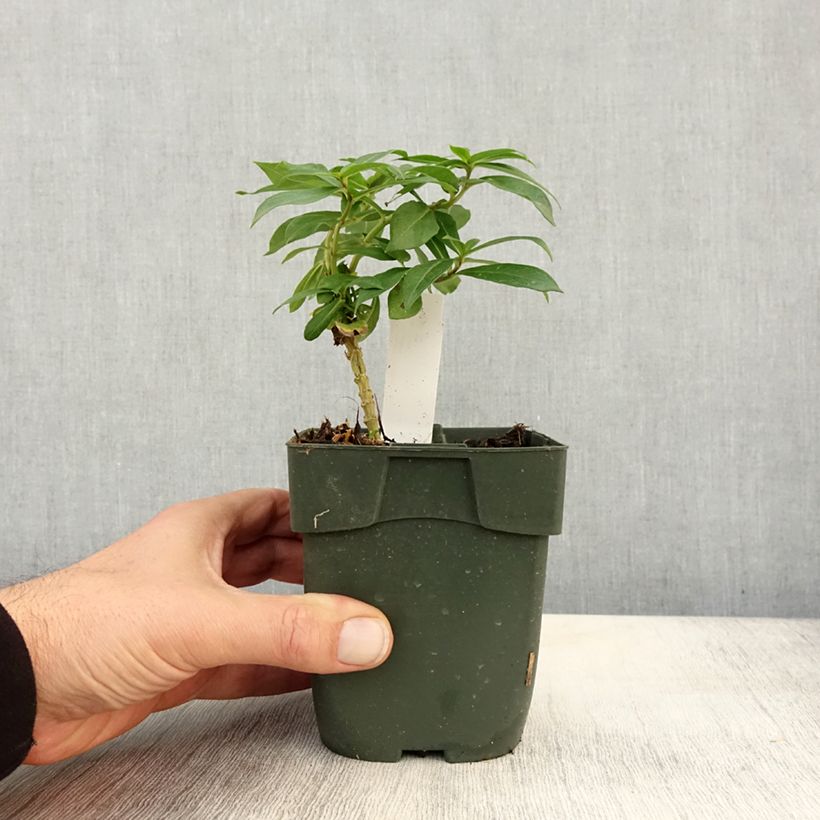 Esemplare di Phlox paniculata Peppermint Twist Vasetto da 8/9 cm come consegnato in autunno