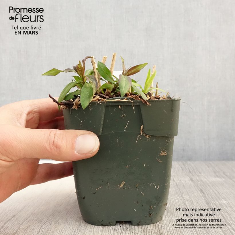 Phlox paniculata Peppermint Twist Vasetto da 8/9 cm esemplare consegnato in primavera