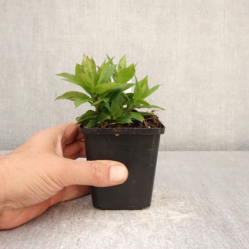 Phlox paniculata Pink Eye Flame Vasetto da 8/9 cm esemplare consegnato in primavera