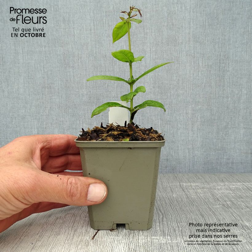 Esemplare di Phlox paniculata Purple Flame Vasetto da 8/9 cm come consegnato in autunno