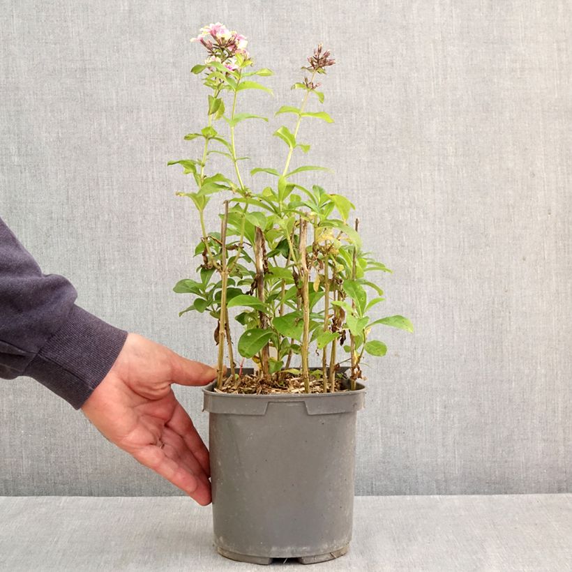 Esemplare di Phlox paniculata Sherbet Blend Vaso da 2L/3L come consegnato in autunno