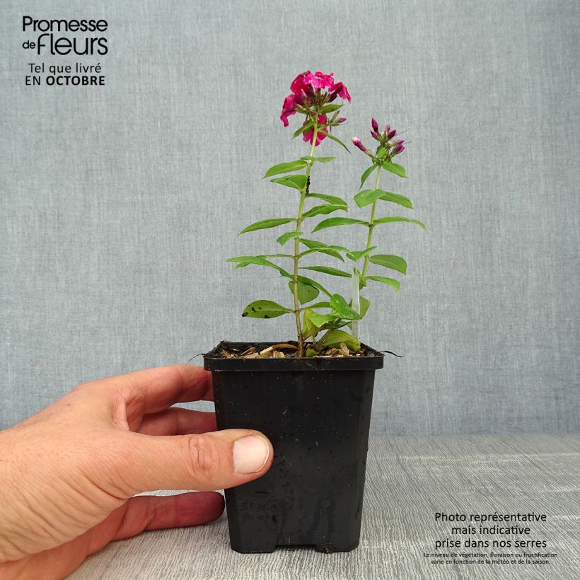 Esemplare di Phlox paniculata Starfire Vasetto da 8/9 cm come consegnato in autunno