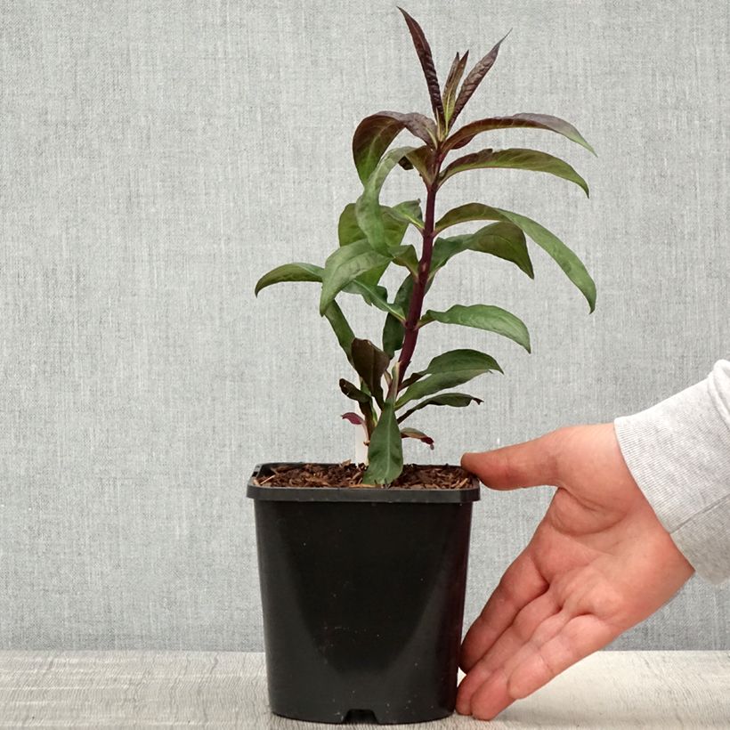 Phlox paniculata Starfire Vaso da 1,5L/2L esemplare consegnato in primavera