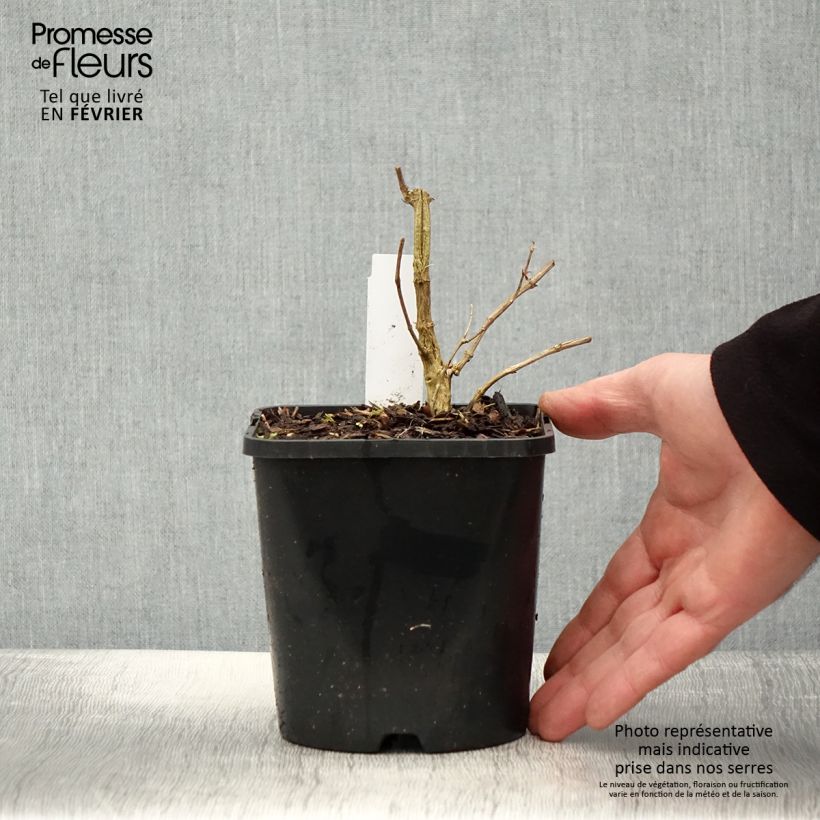 Phlox paniculata Starfire Vaso da 1,5L/2L esemplare consegnato in inverno